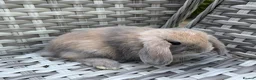Mini Lop rabbits for sale: Pure bred mini lops - Advert 4
