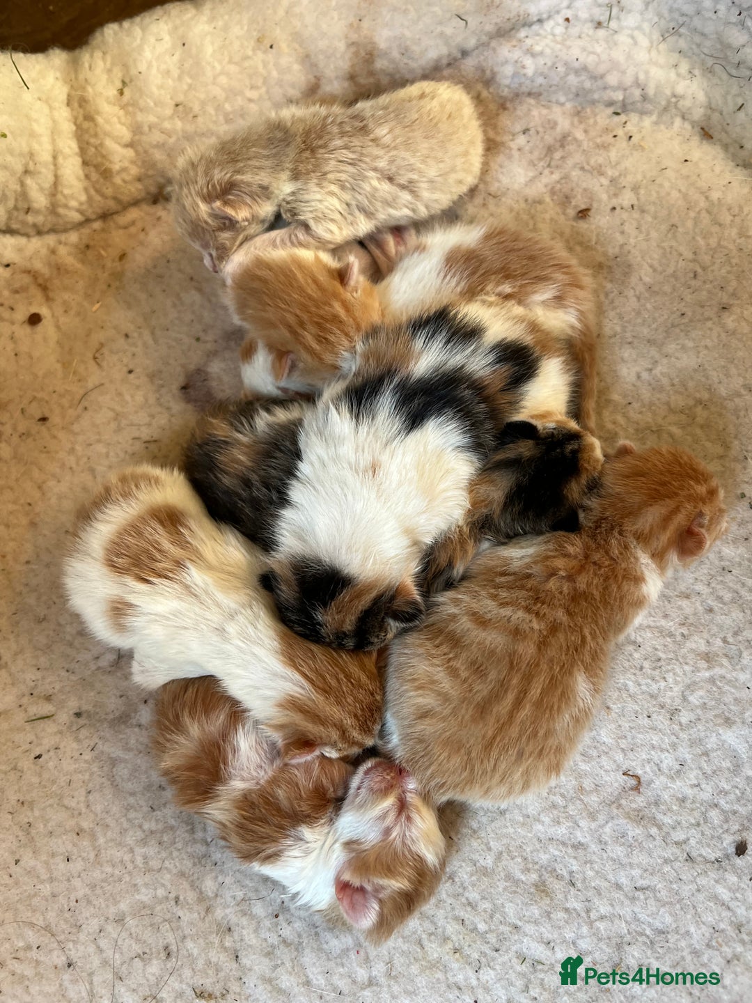 Mixed Breed cats for sale: Mixed litter  - Image 2