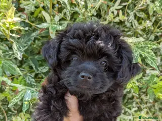 Pomapoo dogs Gorgeous F1 Pomapoo's - Advert 7