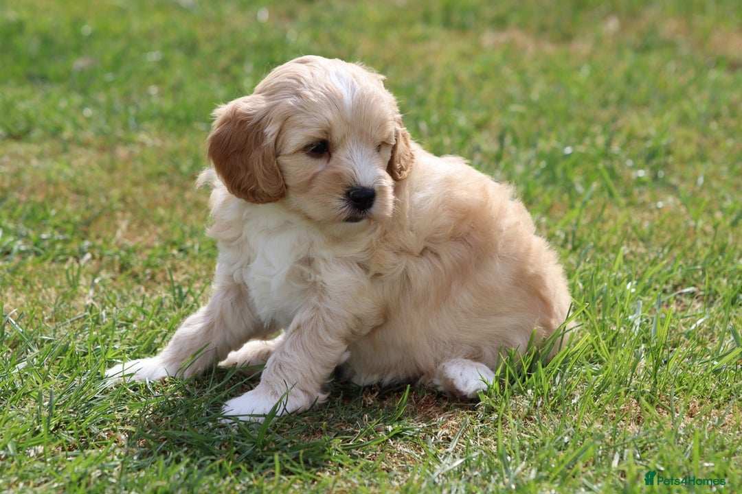 Cavapoochon dogs for sale: Beautiful Cavapoochon puppies for sale - Image 29