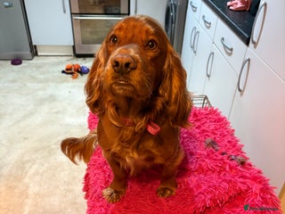 Cocker Spaniel dogs Experienced stud - Advert 6