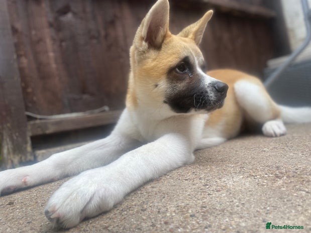 Akita dogs - Advert 18