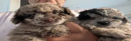 Pomapoo dogs for sale: 2 Beautiful Mottled Pomapoo Pups 1 Female 1. Male - Advert 6