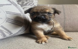 Mixed Breed dogs for sale: Cane corso X Alaskan malamute surprise litter  - Image 19