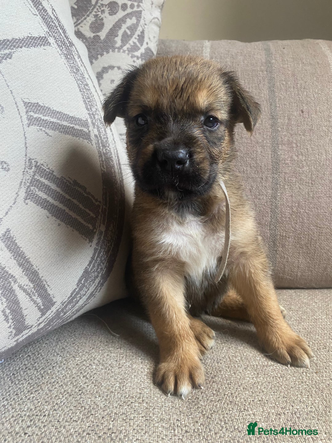 Mixed Breed dogs for sale: Cane corso X Alaskan malamute surprise litter  - Image 19
