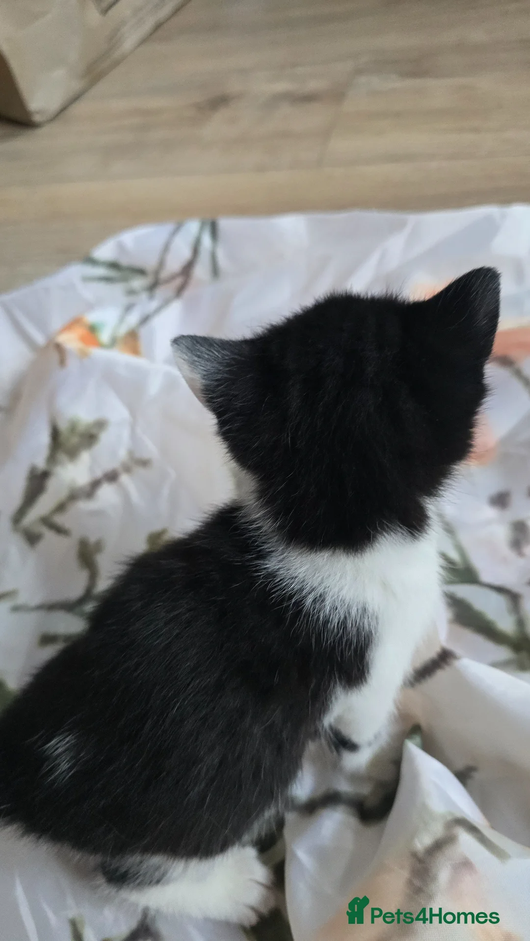 Mixed Breed cats for sale: Lovely 3 kittens 😸 ♥️ 2girls 1boy  - Advert 24