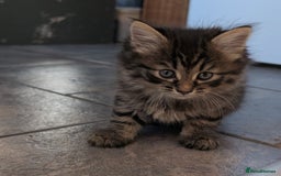Mixed Breed cats for sale: Last one left! Mixed Breed Mini Maine Coon Dupes - Image 3