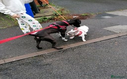Mixed Breed dogs for adoption: 💙STEVIE-HANDSOME DALMATIAN CROSS BOY 💙 - Advert 13