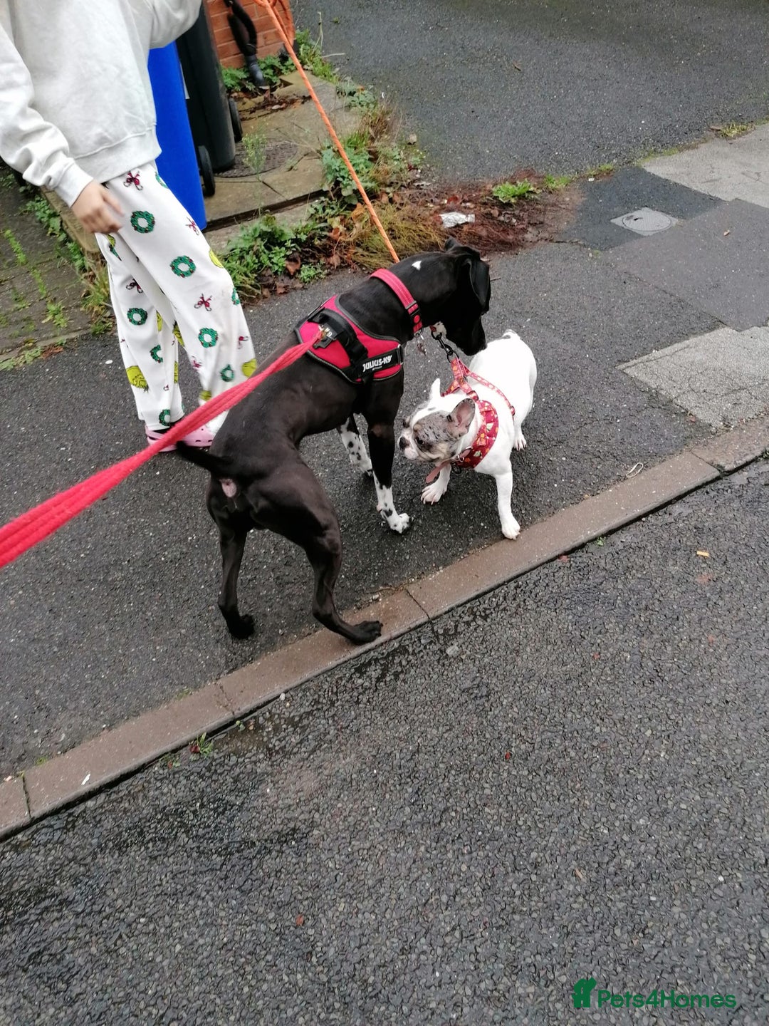 Mixed Breed dogs for adoption: 💙STEVIE-HANDSOME DALMATIAN CROSS BOY 💙 - Advert 13