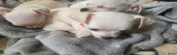 Chihuahua dogs for sale: 3 little pups  in Birmingham - Advert 3