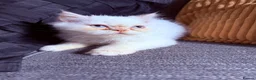 Persian cats for sale: Lovely Persian kittens 1 girl 3 boys  in Telford - Advert 2