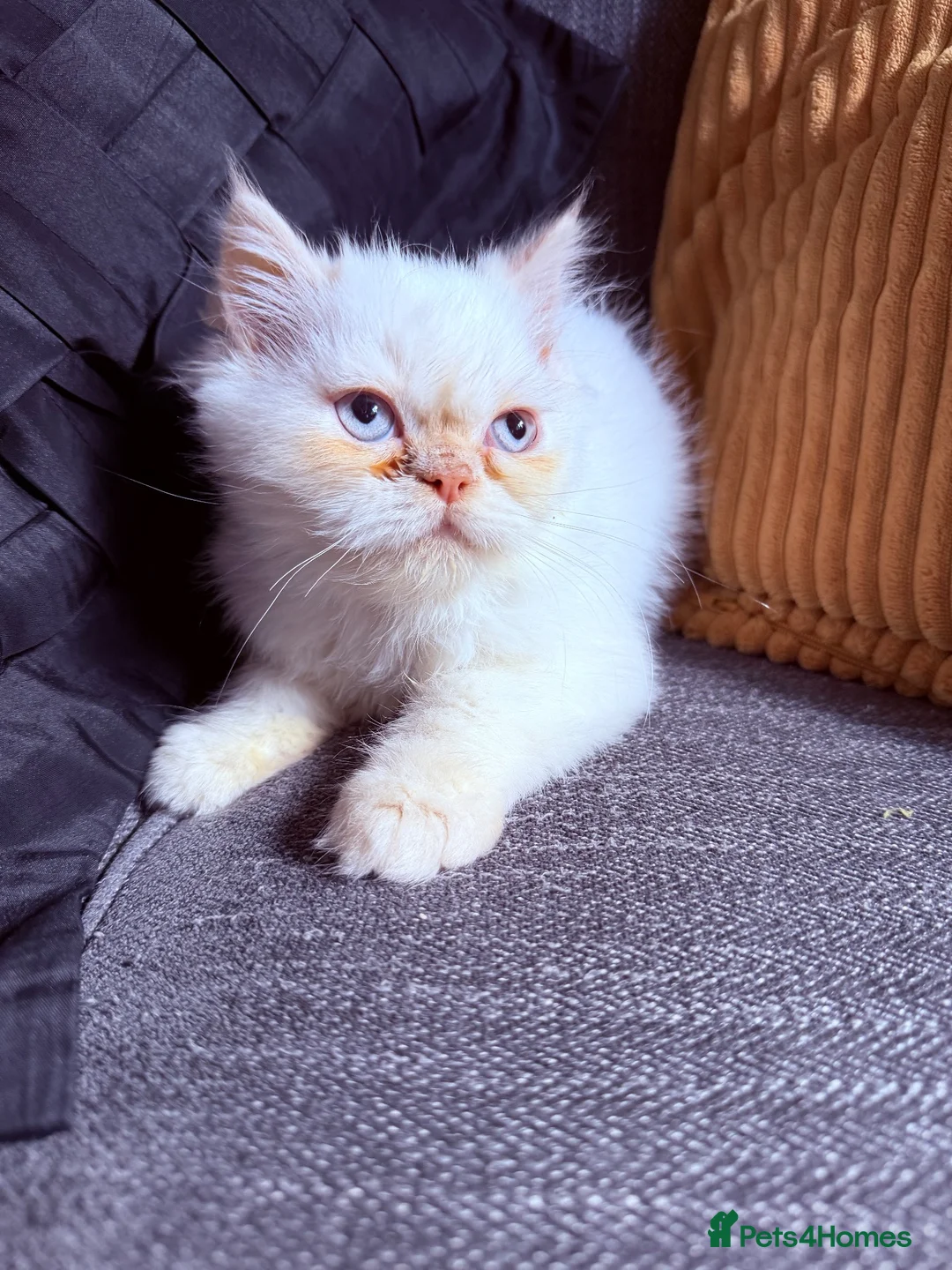 Persian cats for sale: Lovely Persian kittens 1 girl 3 boys  in Telford - Advert 2