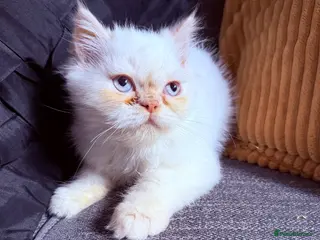 Persian cats Lovely Persian kittens 1 girl 3 boys - Advert 2