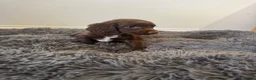 Sprocker dogs for sale: Gorgeous sprocker spaniel puppies  - Advert 2