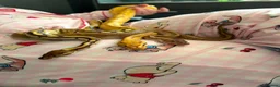 Snake reptiles for sale: 3 female 1 male  - Advert 11
