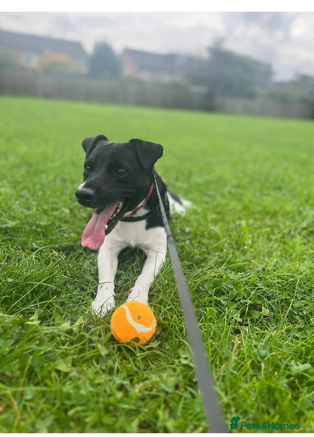 Parson Russell dogs for sale: Rehome Loki in Horley - Advert 1