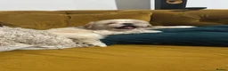 Shih Tzu dogs for stud: Beautiful Male Shih Tzu Available for Stud - Advert 3