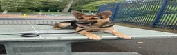 German Shepherd dogs for sale: KC Registered Young Female GSD – Trained - Advert 2