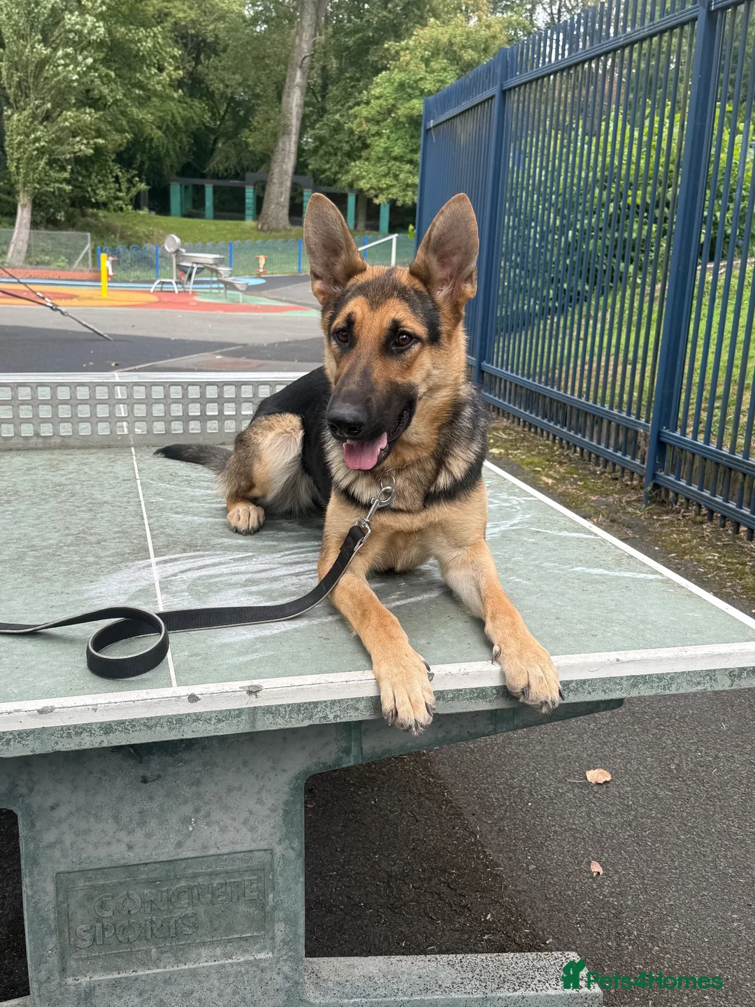 German Shepherd dogs for sale: KC Registered Young Female GSD – Trained - Advert 2