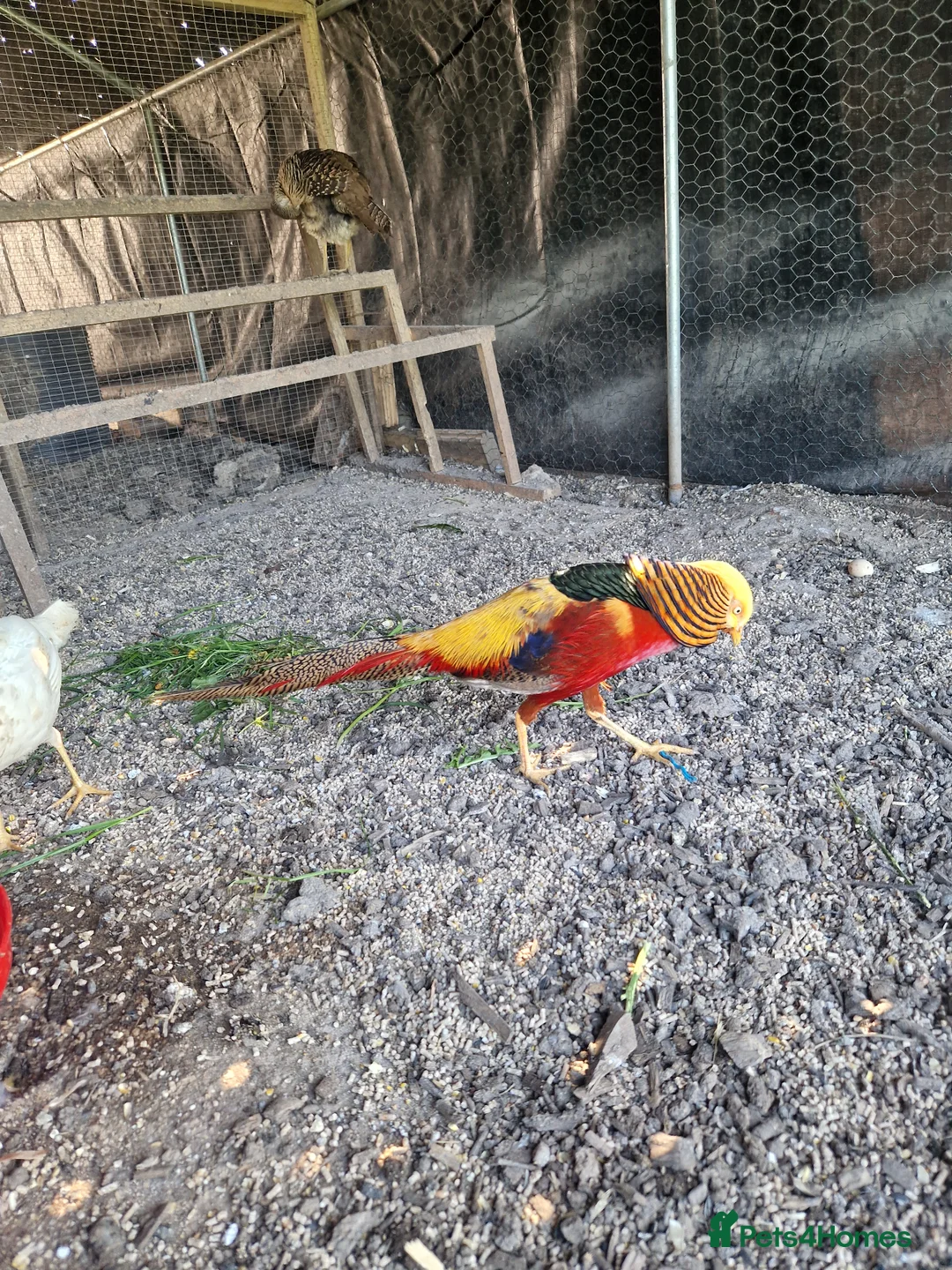 Pheasants poultry for sale: Golden pheasant hatching eggs in Winsford - Advert 2