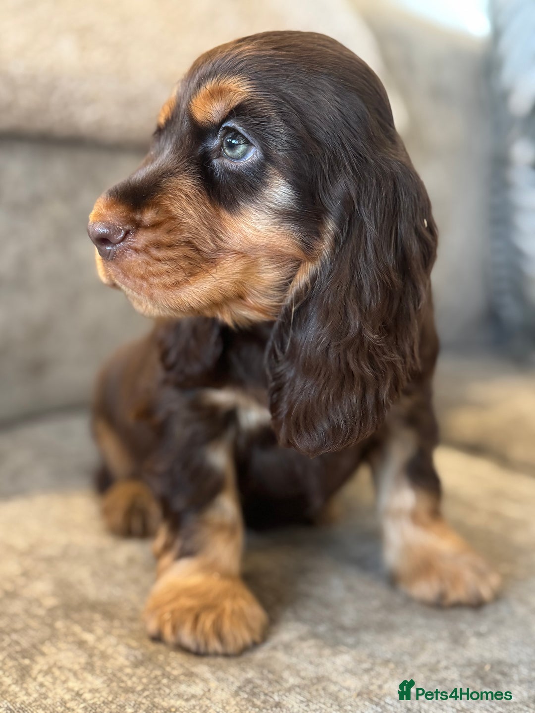 Cocker Spaniel dogs for sale: BEAUTIFUL SHOW TYPE COCKER SPANIELS  - Image 13