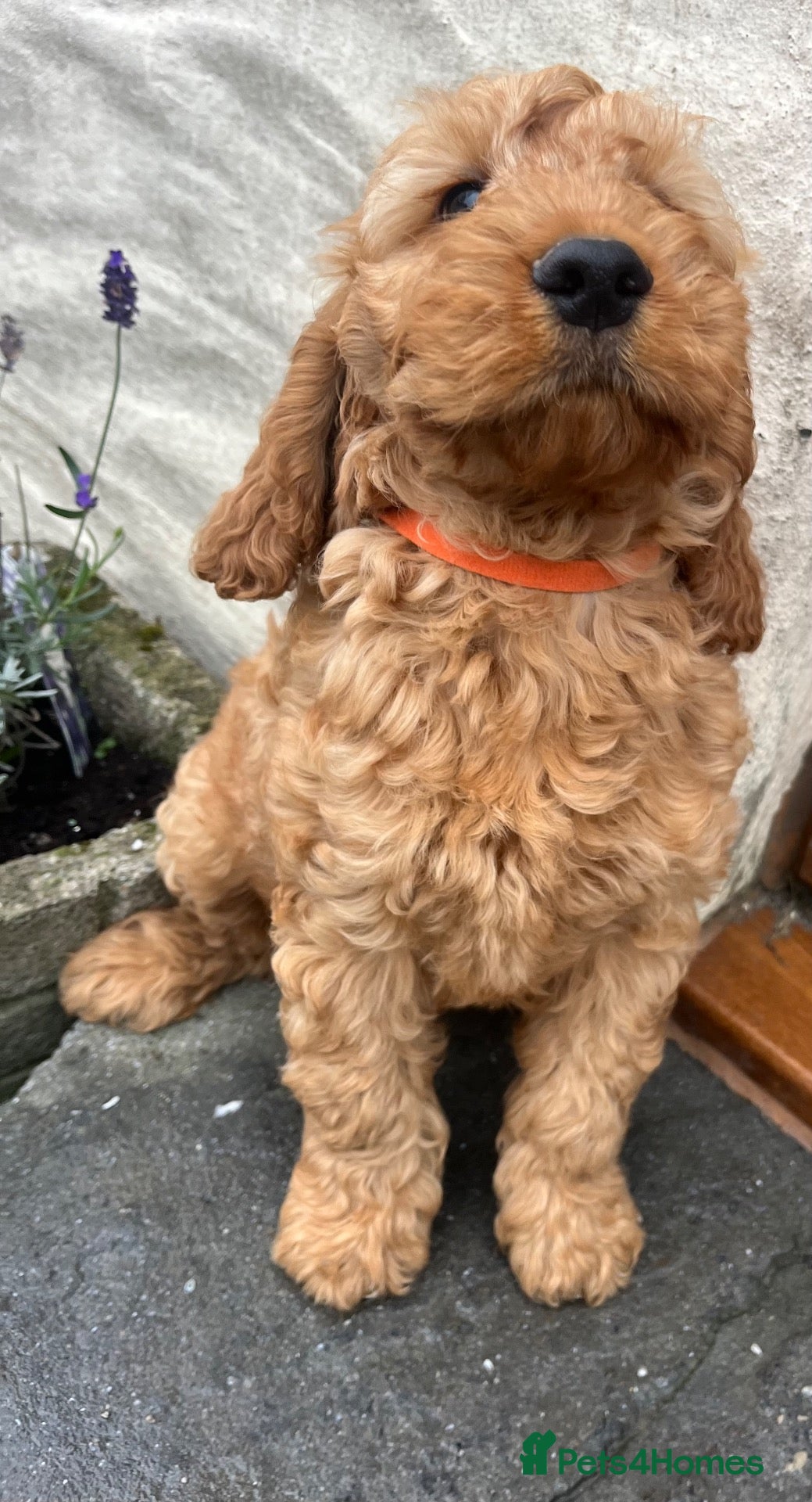 Cockapoo dogs Cockapoo puppies  - Advert 2