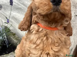 Cockapoo dogs Cockapoo puppies - Advert 2
