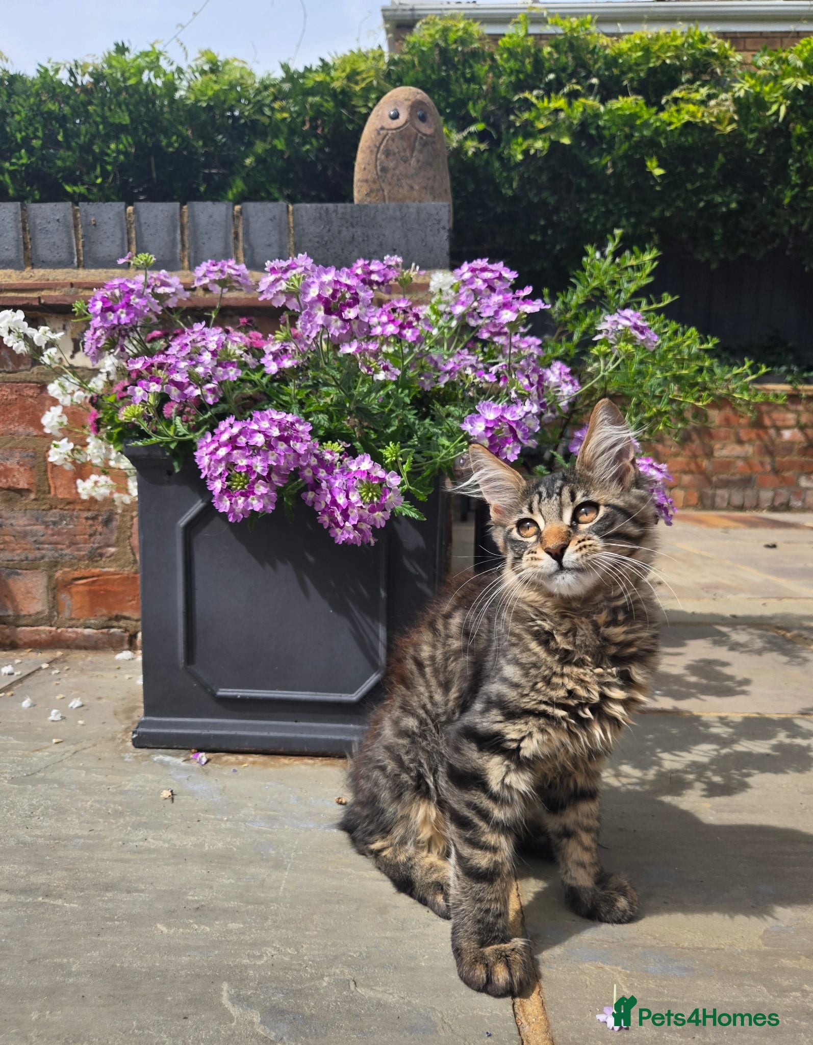 Maine Coon cats Stunning Pedigree Maine Coon kittens - Advert 16