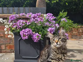 Maine Coon cats Stunning Pedigree Maine Coon kittens - Advert 16