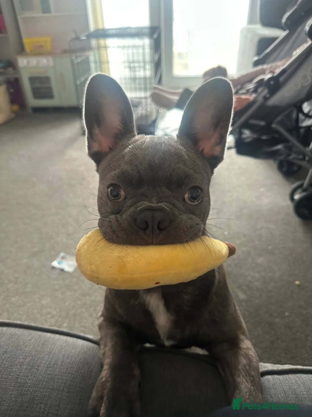 French Bulldog dogs for sale: French bulldog looking for his forever home in Bridgend - Advert 3
