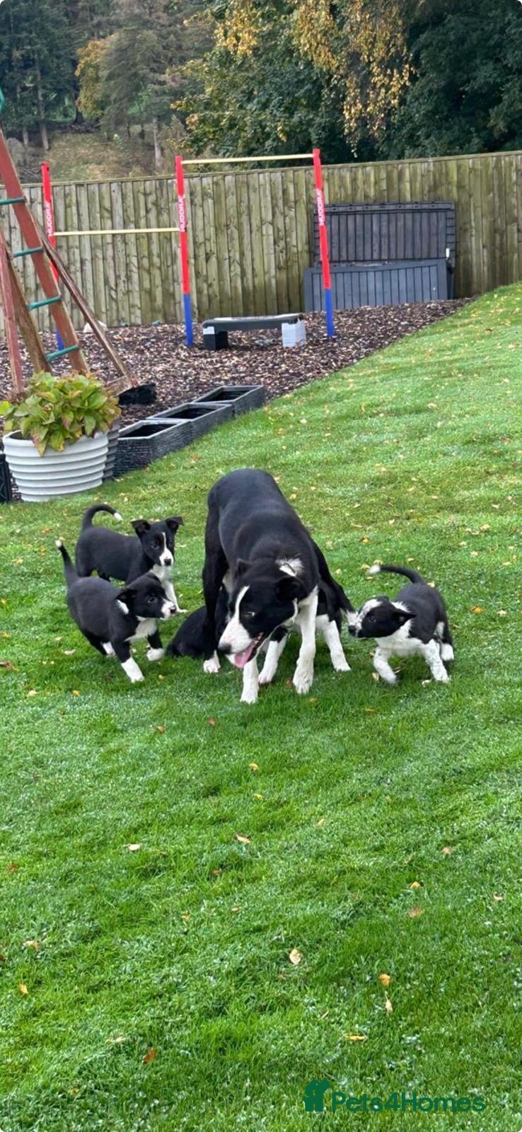 Border Collie dogs for sale: Border Collie  - Advert 7