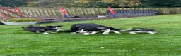 Border Collie dogs for sale: Border Collie  - Advert 1