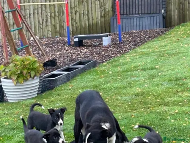 Border Collie dogs for sale: Border Collie - Advert 7