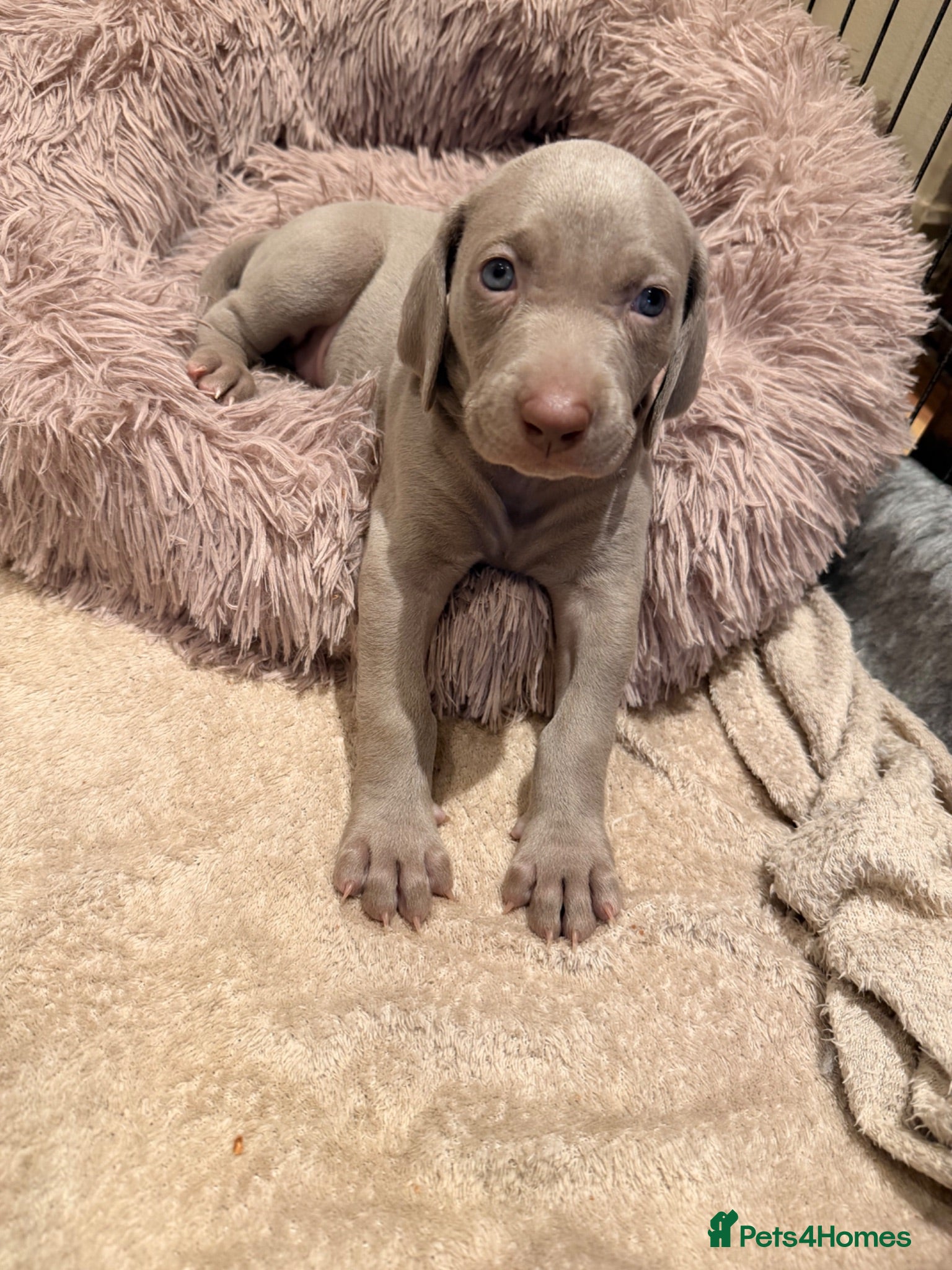 Weimaraner dogs Wonderful KC Reg Weimaraner Puppies x 6  - Advert 2