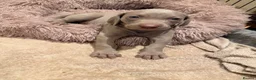 Weimaraner dogs for sale: Wonderful KC Reg Weimaraner Puppies x 6  - Advert 7