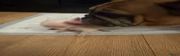 Chihuahua dogs for sale: Adorable Chihuahua Puppies Ready for Loving Homes - Advert 9