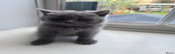 British Shorthair cats for sale: British shorthair kittens  - Advert 39