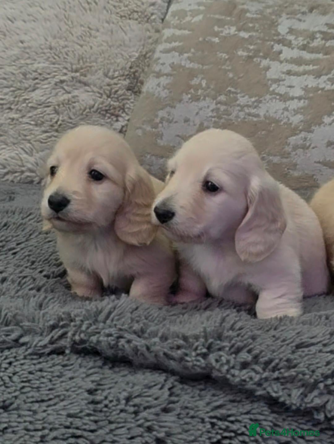 Miniature Dachshund dogs Clear cream miniature long-haired Dachshunds - Advert 1