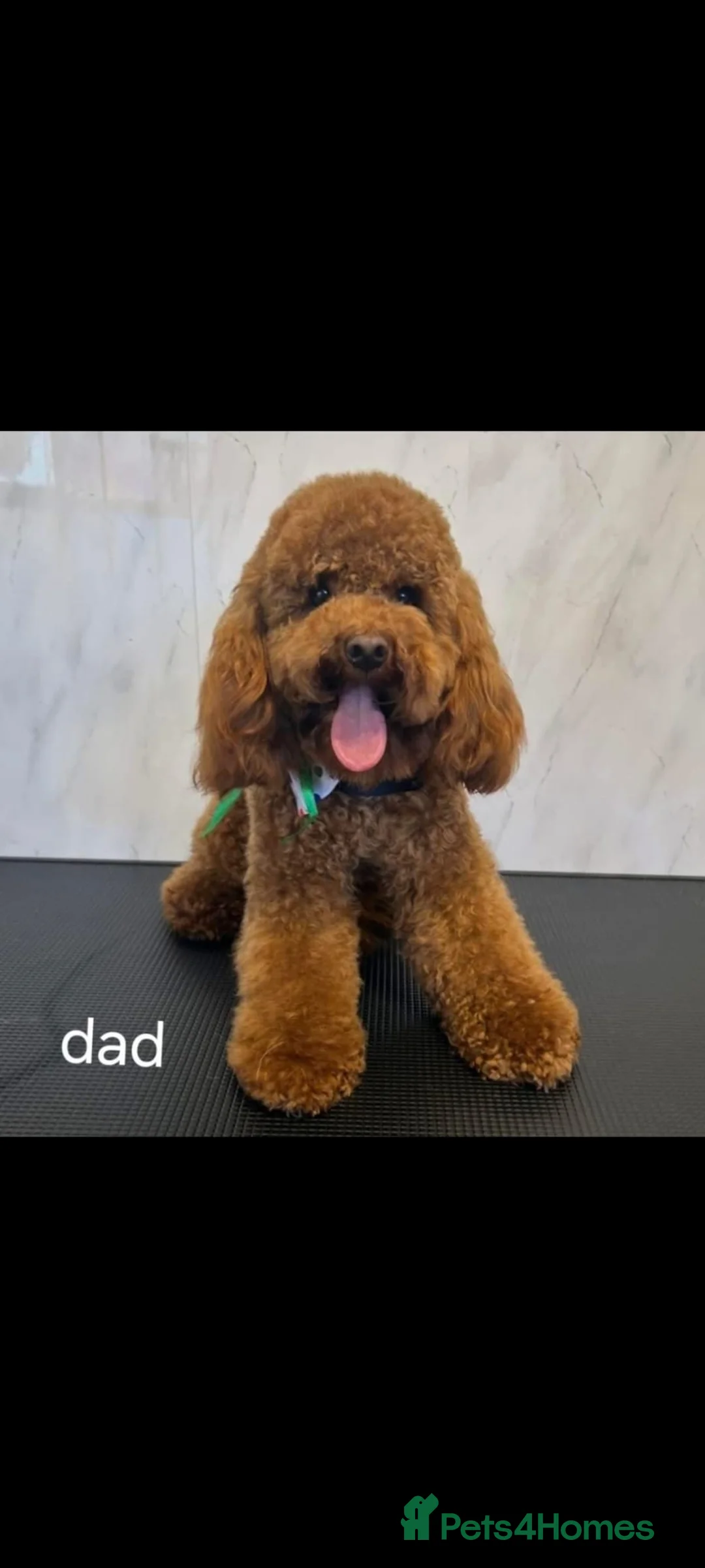 Cockapoo dogs for sale: Cockapoo f1 - Advert 13