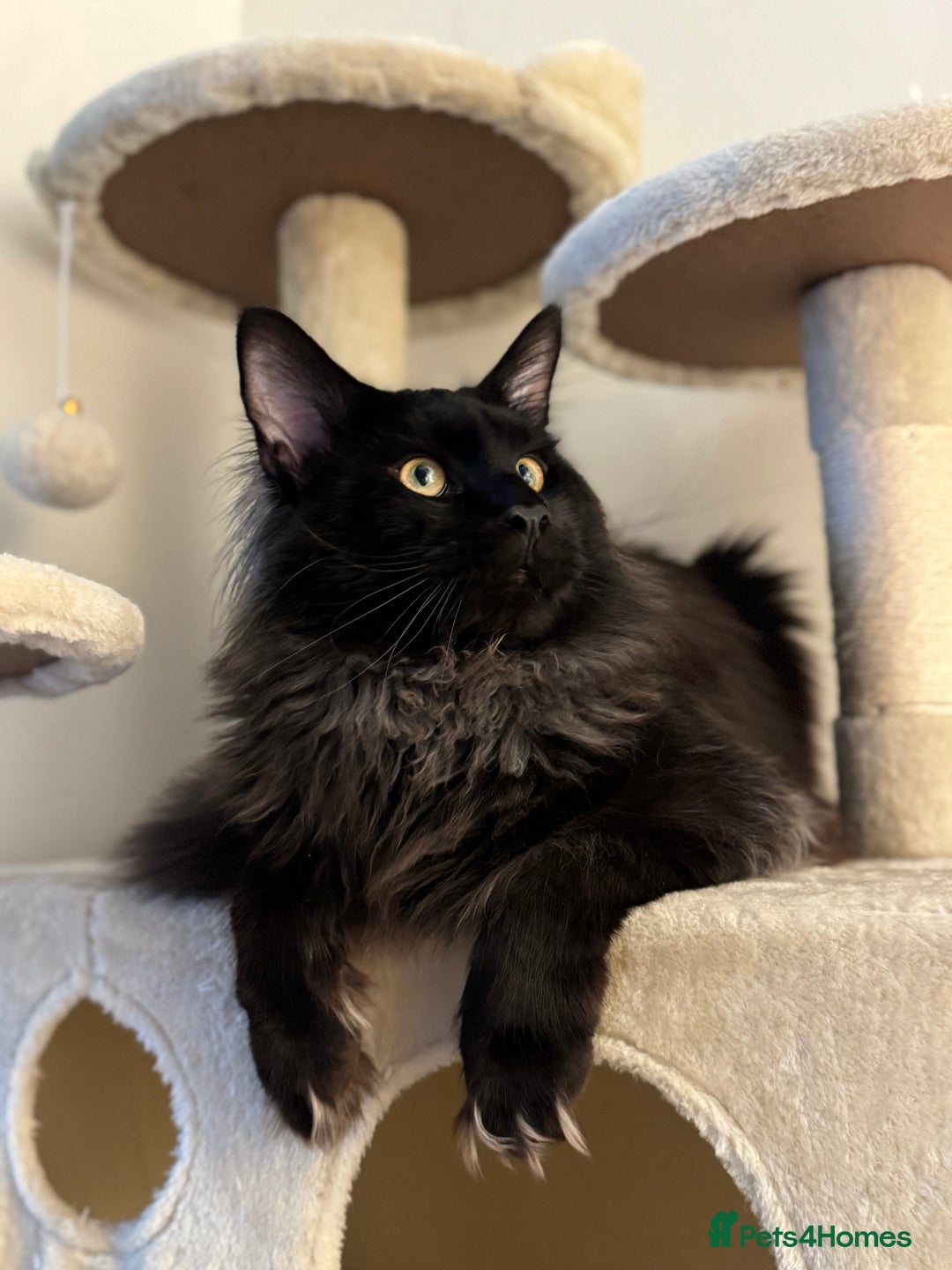 Maine Coon cats for stud: GCCF/TICA KING-SIZE STUD  in Dunfermline - Image 4