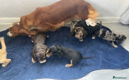 Cocker Spaniel dogs for sale: Cocker spaniel pups - Image 10