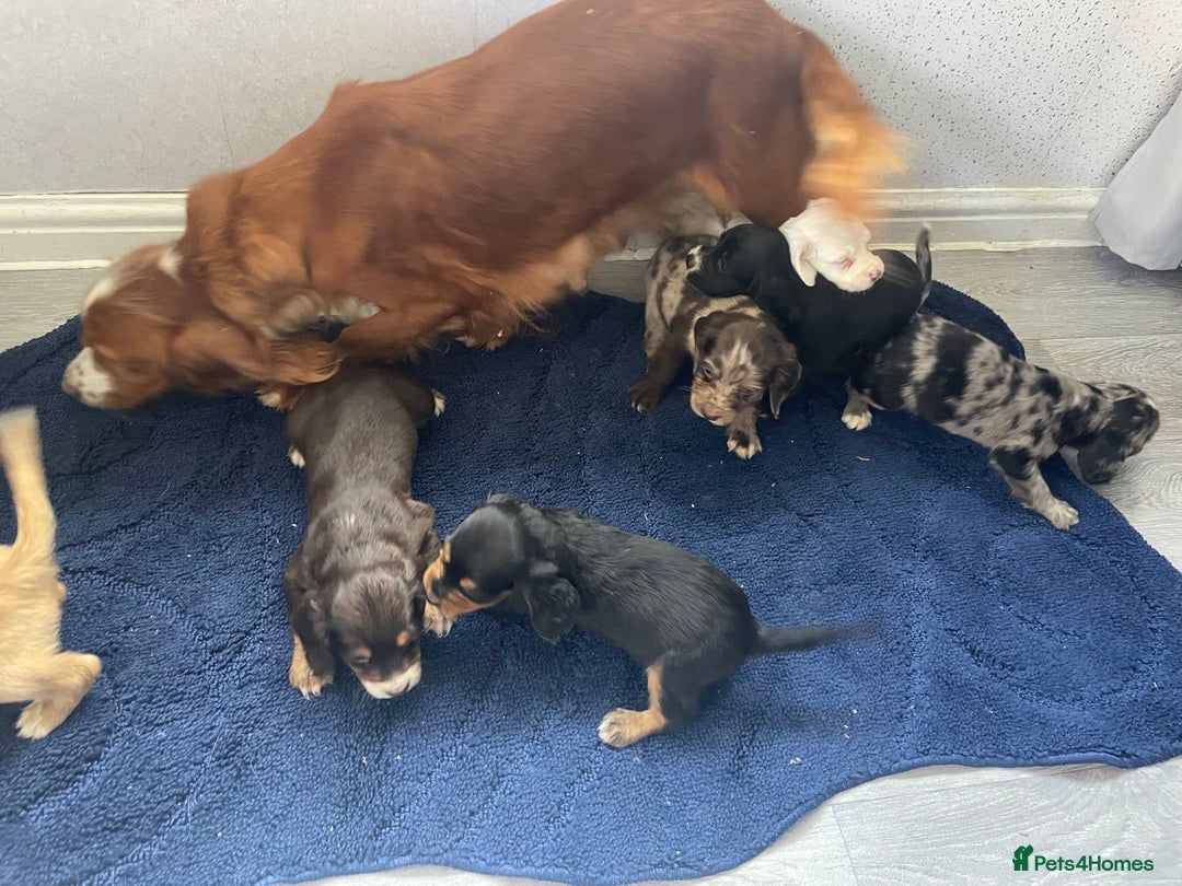 Cocker Spaniel dogs for sale: Cocker spaniel pups - Image 10