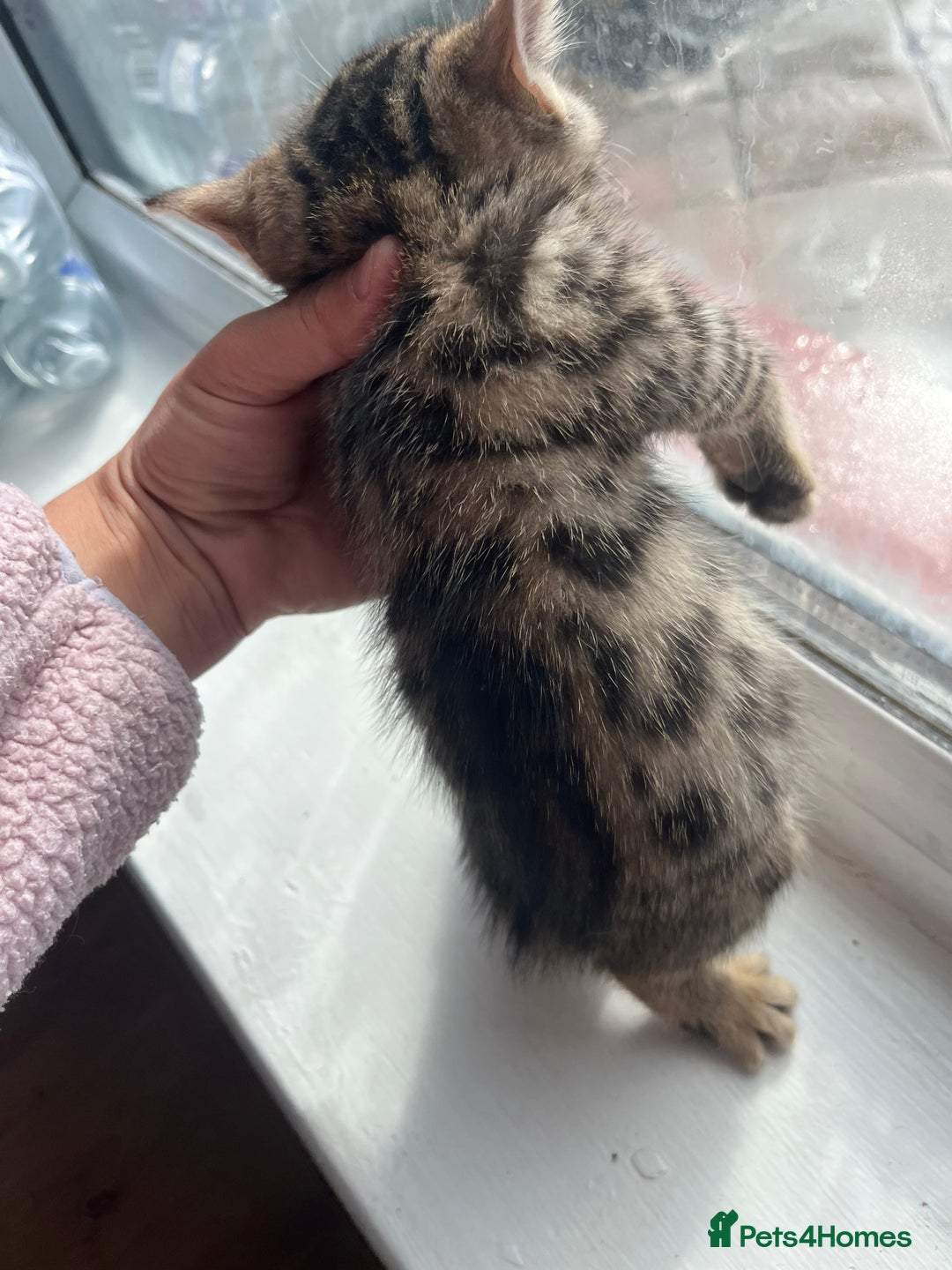 Bengal cats for sale: Bengal kittens - Image 17
