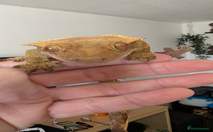 Gecko reptiles - Advert 1