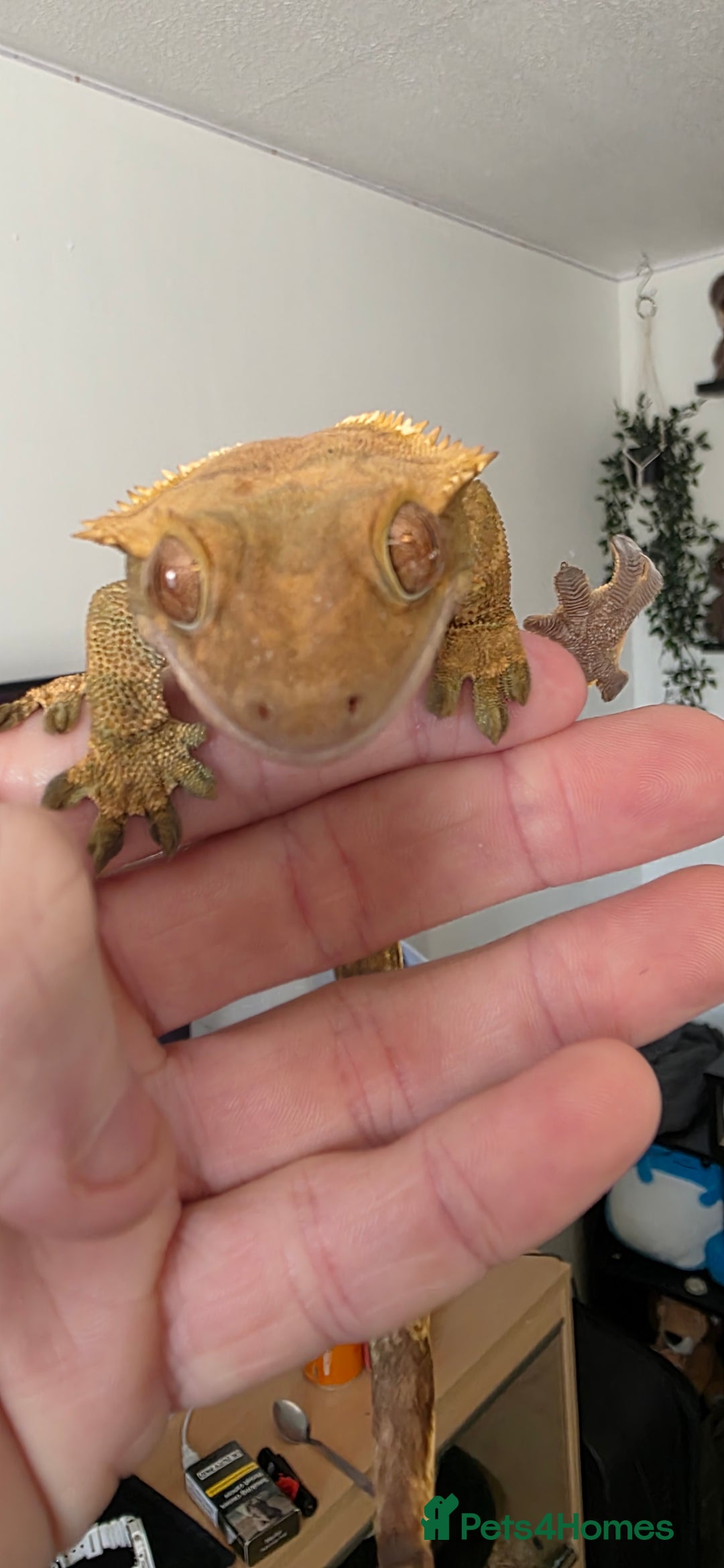 Gecko reptiles for sale: Crested gecko - Image 1