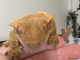 Gecko reptiles - Advert 3