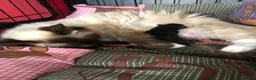 Mixed Breed cats for sale: Gorgeous little boy  in Manchester - Advert 2