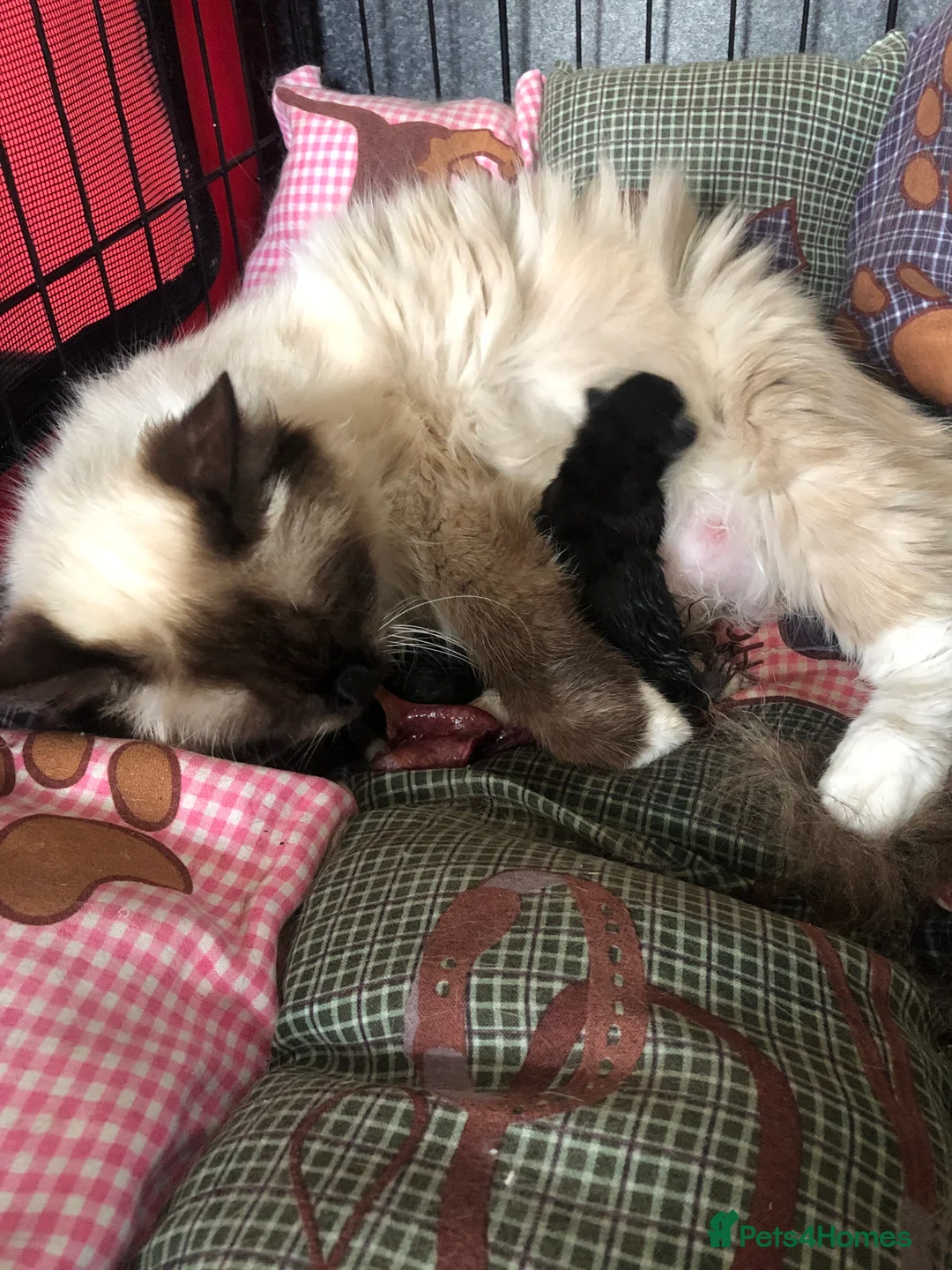 Mixed Breed cats for sale: Gorgeous little boy  in Manchester - Advert 2