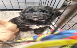 Cockapoo dogs for sale: Cockerpoo - Image 16
