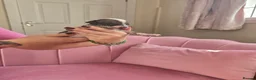 Chinese Crested dogs for sale: ✨🐾 EXQUISITE & RARE CHINESE CRESTED PUPPIES 🐾✨ - Advert 9